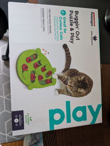 cat toy