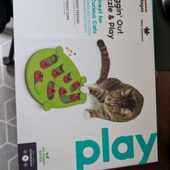 cat toy