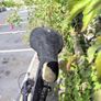 Wiggins bike Image 7