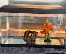 fish tank