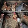 laying hens Image 5