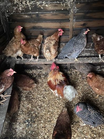 laying hens