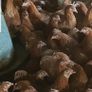 Point of Lay Pullets Image 2