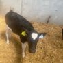 Fr Heifer calves Image 3