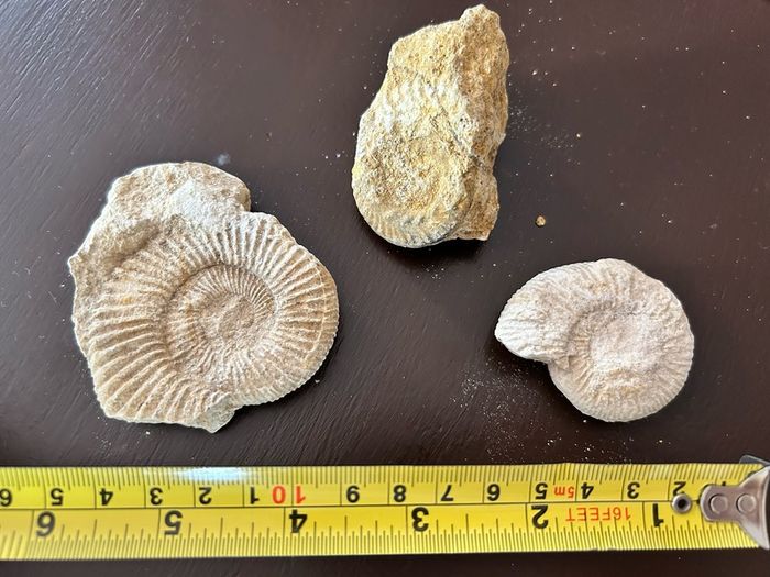 Ammonite Fossils x3