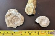 Ammonite Fossils x3