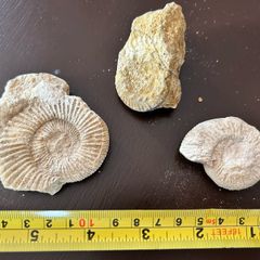 Ammonite Fossils x3
