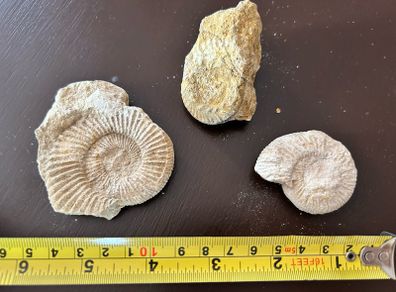 Ammonite Fossils x3