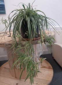 Large Spider Plant