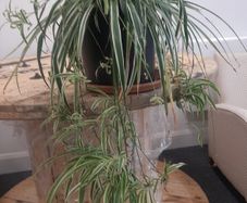 Large Spider Plant