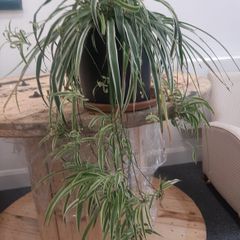 Large Spider Plant