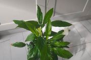 Peace Lily