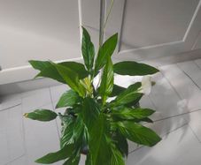 Peace Lily