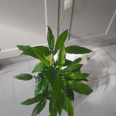 Peace Lily