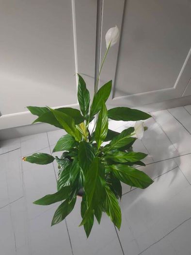 Peace Lily