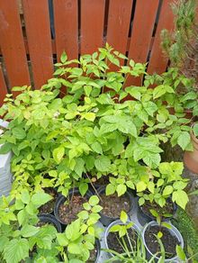 Raspberry seedlings 4 e each