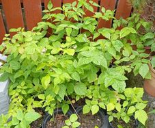 Raspberry seedlings 4 e each