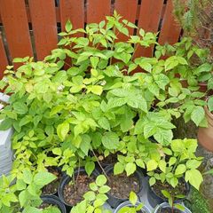 Raspberry seedlings 4 e each
