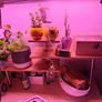 Shelves Image 2