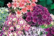 (P) Drummonds Phlox Twinkles seeds 1g (aprox. 500 seeds) (602476)