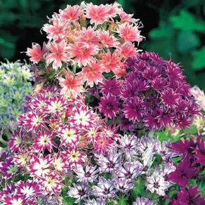 (P) Drummonds Phlox Twinkles seeds 1g (aprox. 500 seeds) (602476)