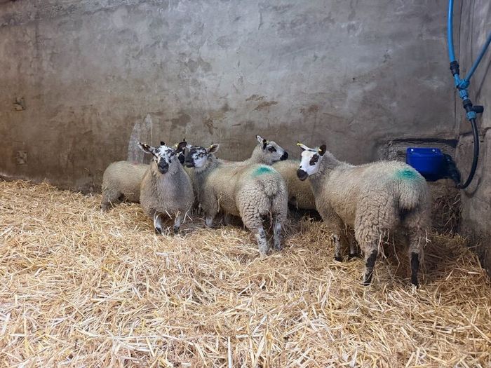 Ewe Lambs