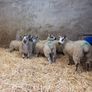 Ewe Lambs Image 2