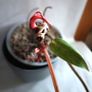 Philodendron Painted Lady Image 7