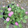 30 super flowering plants/shrubs Image 3