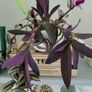 3 Tradescantias in one pot. Trailing house plants. Image 3