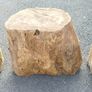Tree Stumps Image 3