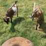 Female Pygmy Goats Image 5