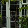 Fig tree, over 7 foot tall Peters Honey fig Image 2