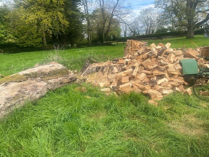 Tree felling