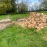 Tree felling Image 6