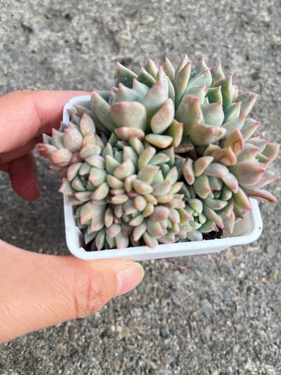 plant