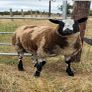 Dutch Spotted Ram lamb Image 2