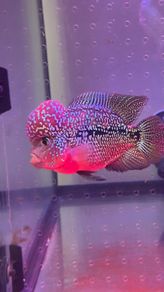 fish tank