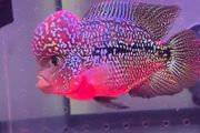 fish tank