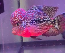 fish tank