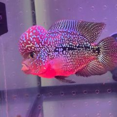 fish tank