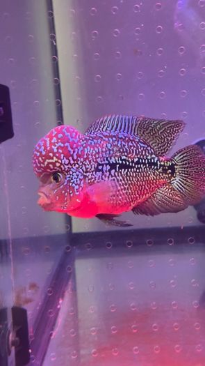 fish tank