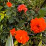 garden plants Image 4