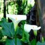 plants Image 4