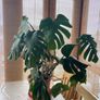 Monstera deliciosa Image 2