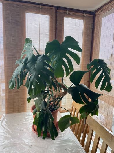 Monstera deliciosa
