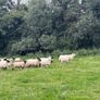 60 Suffolk x and x-bred hoggetts for Dowra tom Image 2