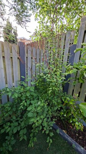 Free Trees / Shrubs