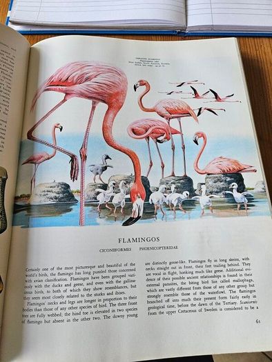 Birds Of The World. By Oliver L. Austin Jr. Illustrated By Arthur Singer. Forwarded By Sir Peter Scott. 1968 Large Volume Hardback With Dustjacket In Good Condition.