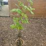 Tree, Horse Chesnut and Rhus tree Image 4